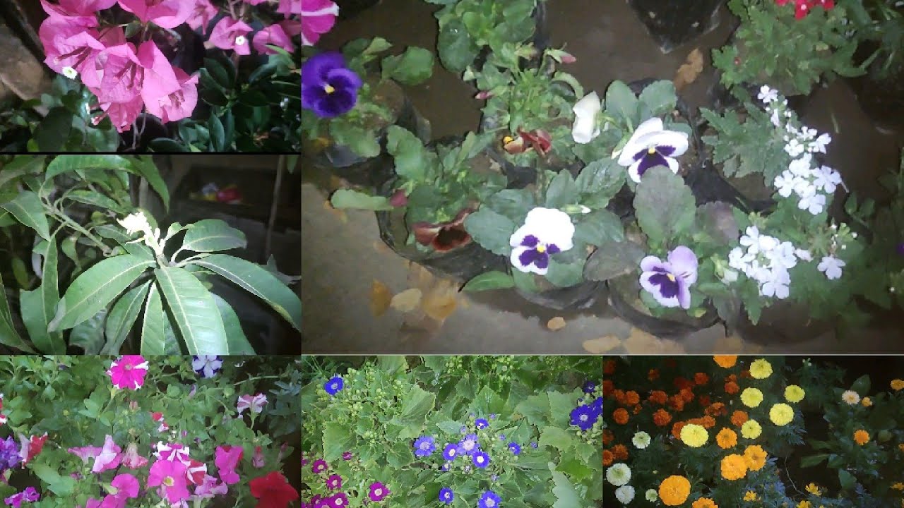 #flowers #silchar //NGAIRAKPA MIKUP NGASIDI 🤗🌺🌹//MATAM LOIRAGA😅ADUSHU AMAMBADA😅24 February 2026