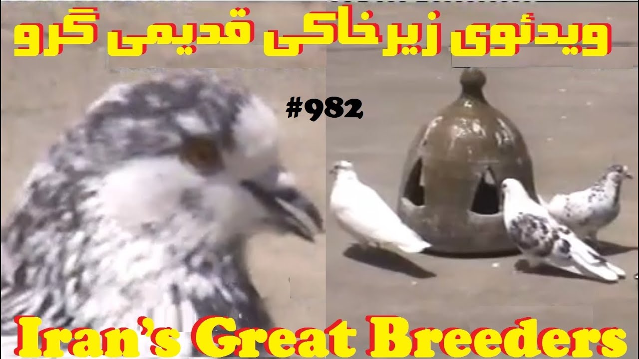 ویدئوی قدیمی عشقبازان کبوتر طهران باحضور بیژن دوست حسینی و داودعرفانیان TEHRAN'S OLD PIGEON BREEDERS