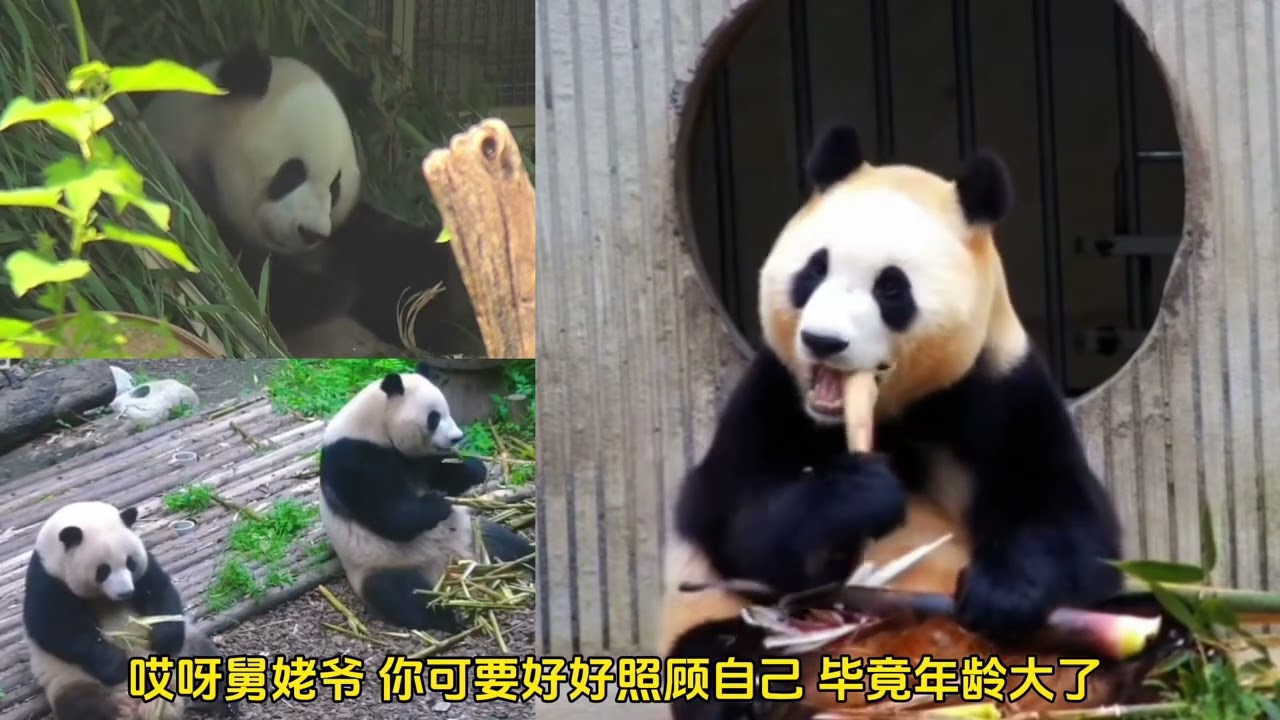 福宝出关营业 福宝出关好几天了，看三小只和她聊什么呢？#大熊猫福宝 #终于见到福宝啦 #人里人气的福宝又回来了 #国宝不愧是国宝 #福宝日常