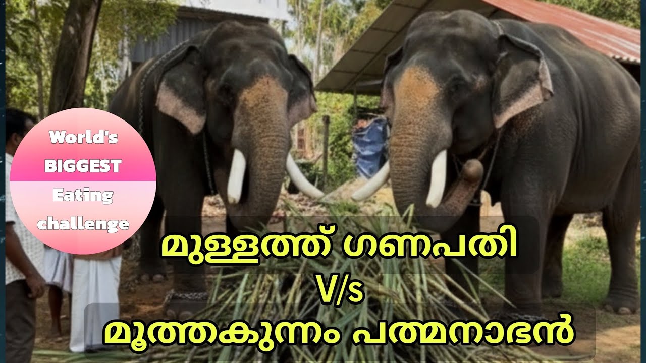 ആനയുടെ🐘 തീറ്റമത്സരം | Eating Challenge ⚡ | മുള്ളത്ത് ഗണപതി V/s മൂത്തകുന്നം  പത്മനാഭൻ