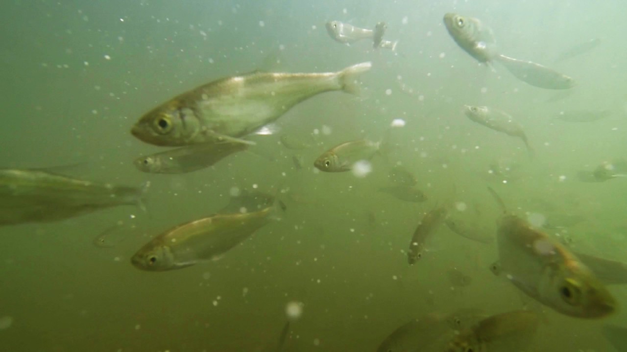Уклейка (Alburnus alburnus)