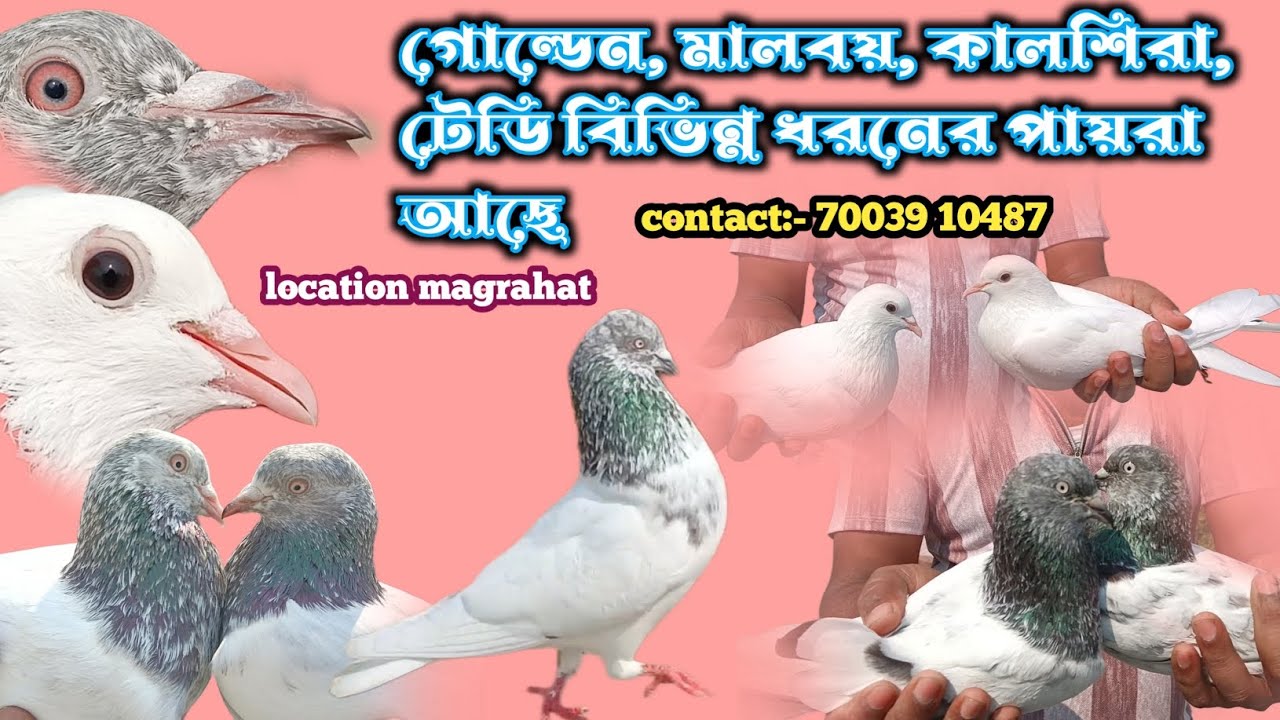Golden, teddy, Punjabi Malwa, kalsira, top quality pigeons. এই পায়রা গুলোর সেলের মধ্যে আছে।