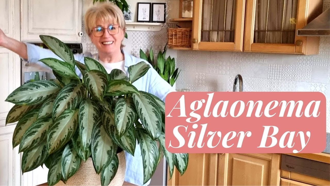 AGLAONEMA  SILVER BAY- PIEKNA I PROSTA W UPRAWIE  [533]