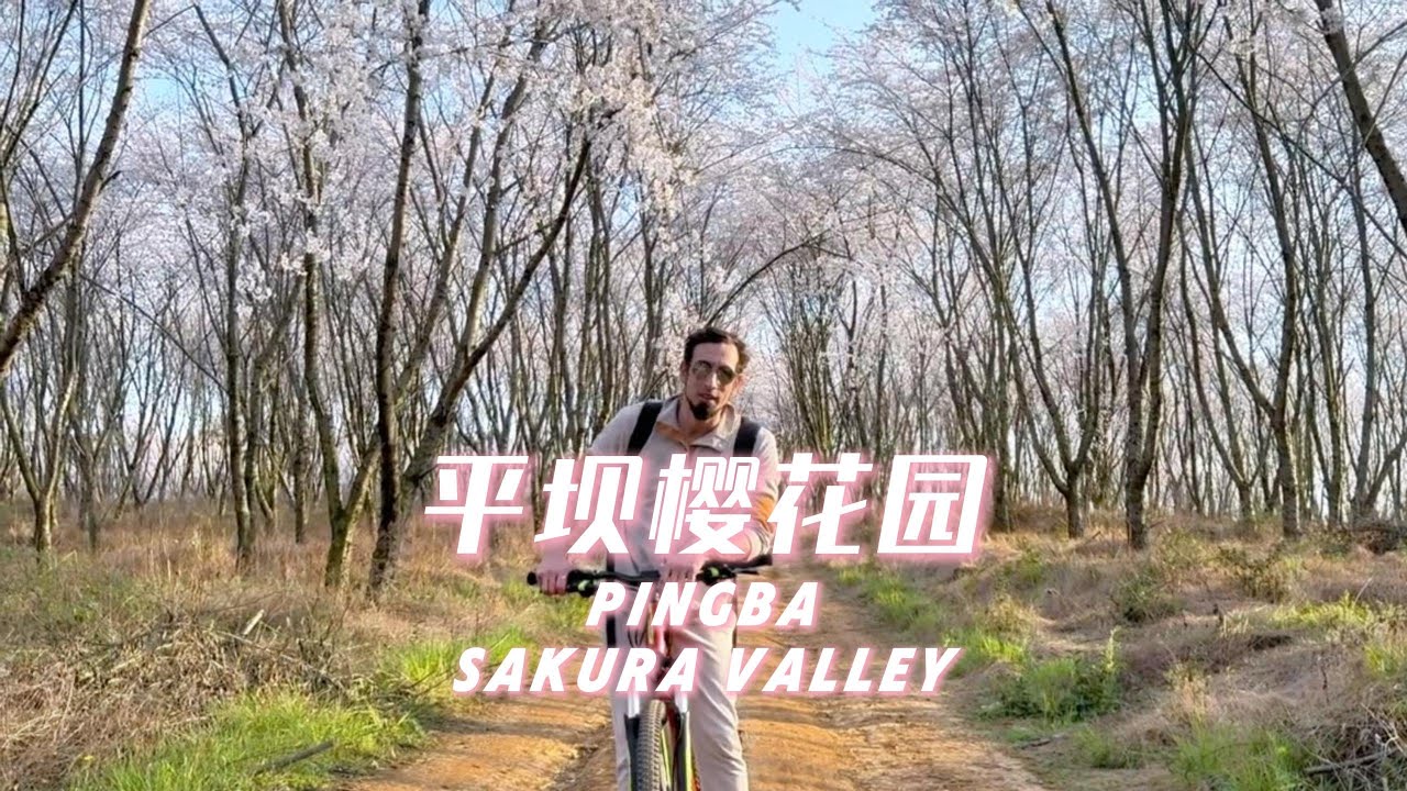 CHINA TRAVEL |  Pingba Sakura Park in Guizhou