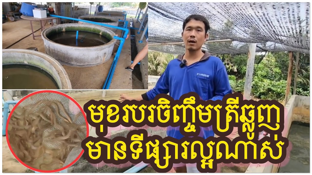 បច្ចេកទេសការចិញ្ចឹមត្រីឆ្លូញ_ឱ្យបានផលច្រើន/Cam Garden