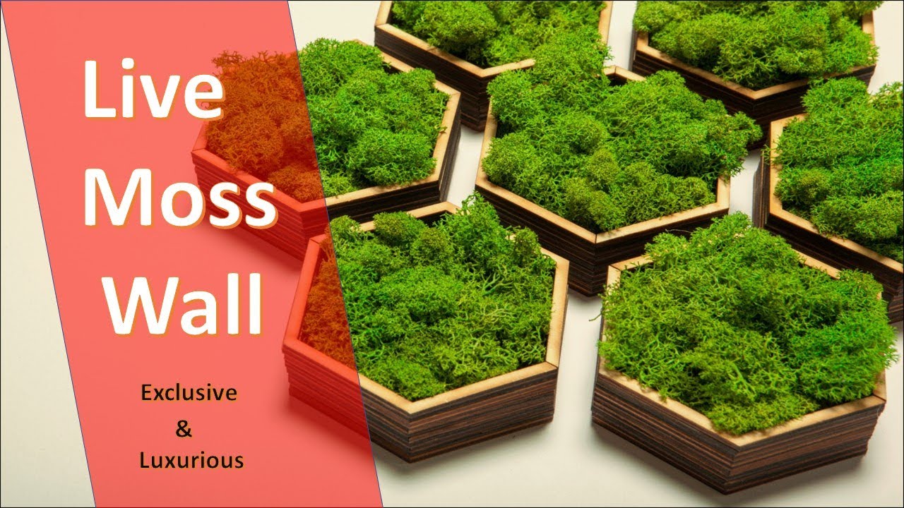 Best ideas for Live moss wall/Natural moss wall/Green moss/ Preserved moss wall.