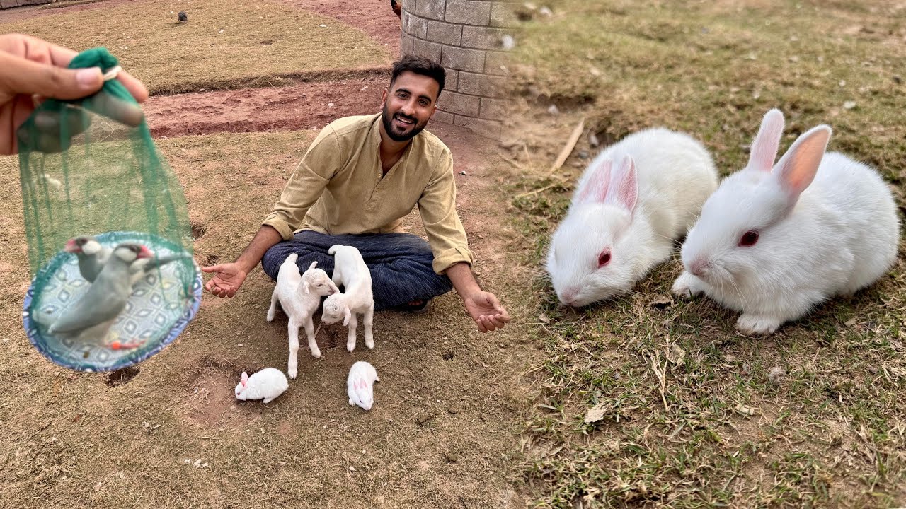 Piare Se Baby Rabbits Gifts Mily😍