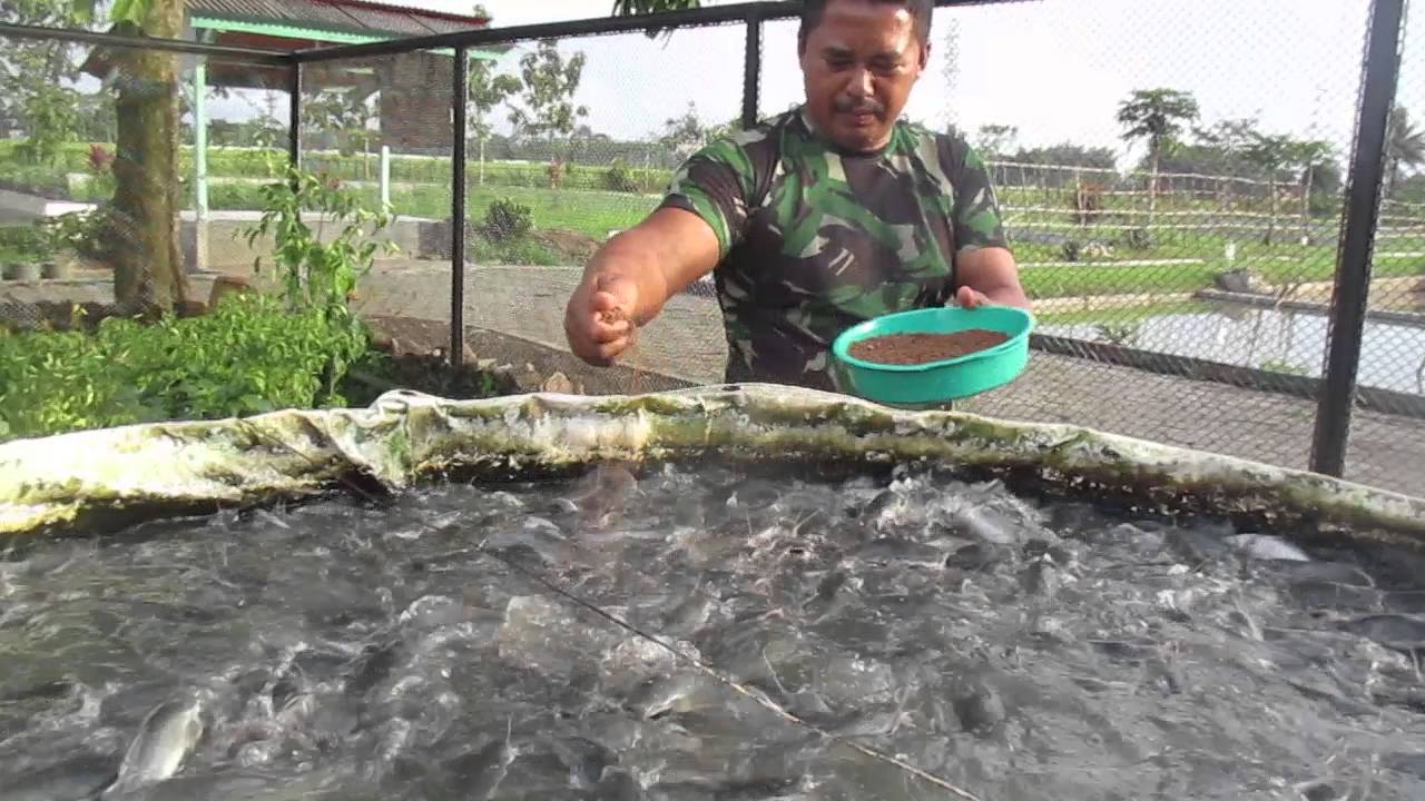 Usaha Budi daya lele sistim BIOFLOG
