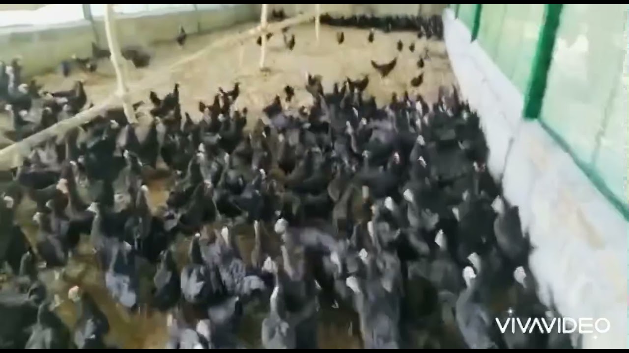 Nicobari hens @ VV Farms
