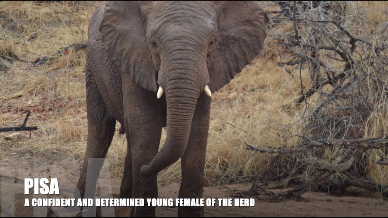 MEET PISA! A Young Female of the Jabulani Herd