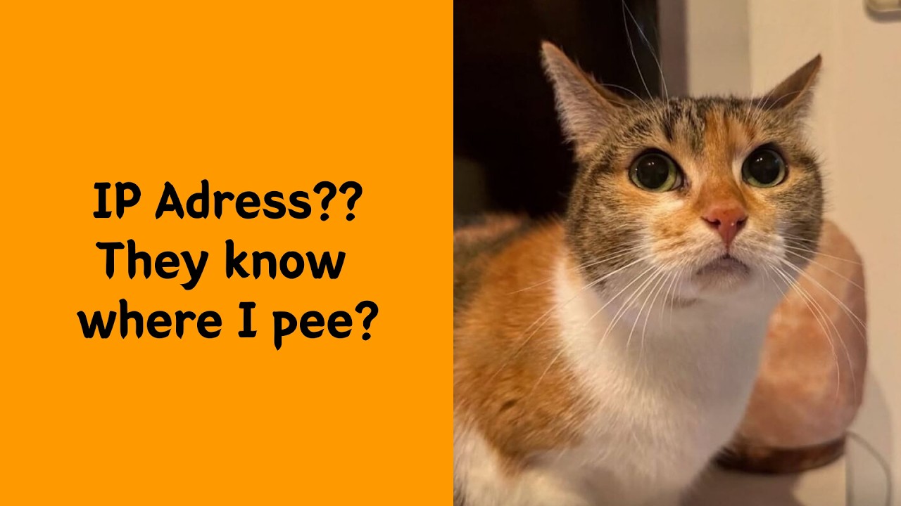 50 Cat Memes So Good They Deserve An Award
