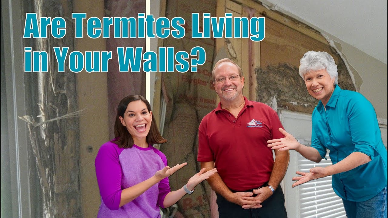 What's the difference in Termites vs. Winged Ants?
