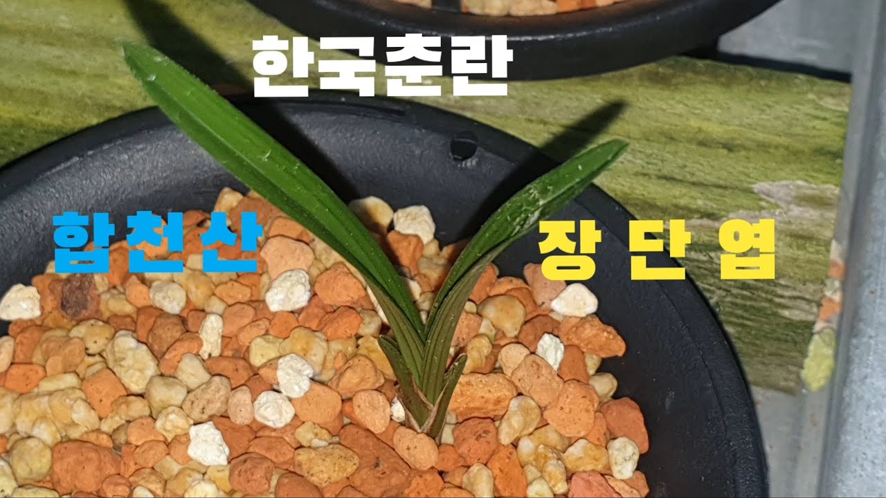 #춘란#산채 종자목#단엽 입니다#황두?#난초랑