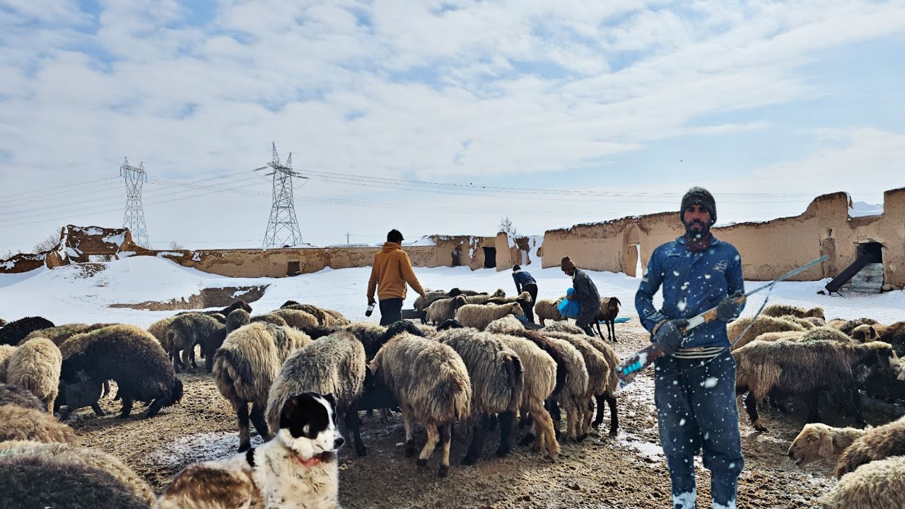 “Hard Shepherd Life in Heavy Snow | Winter Journey to Save Our Sheep and Guard Dogs”