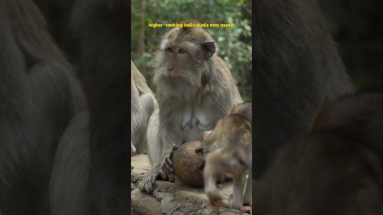 "AMAZING Macaque Monkey Secrets You Didn’t Know!" 🐒 