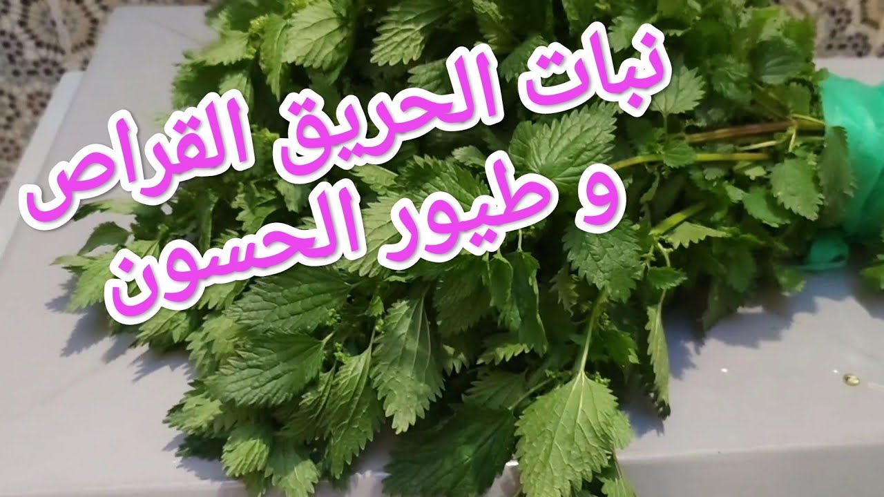 فوائد نبات الحريق أو القراص للطيور