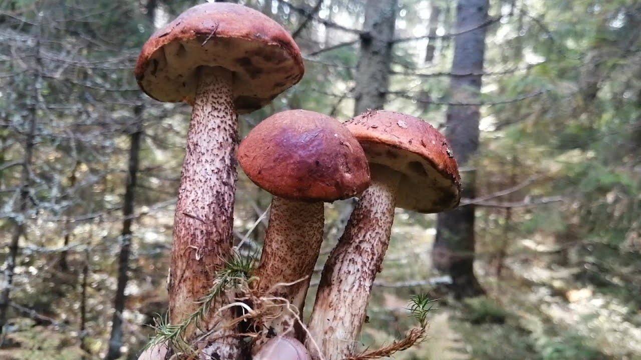 Попал в грибное царство