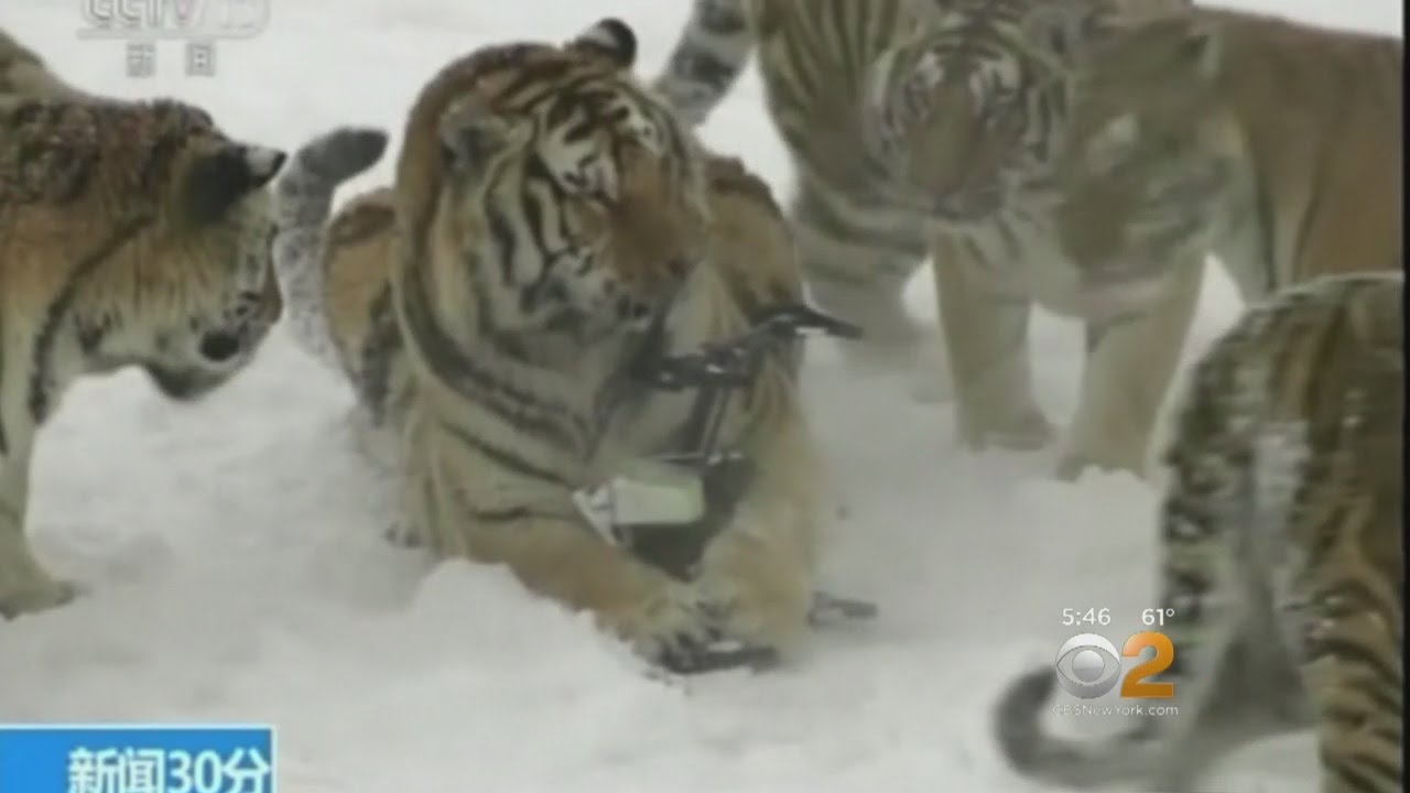 Caught On Camera: Tigers Take Down Drone
