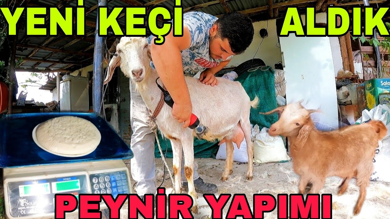 2 OĞLAKLI KEÇİ ALDIK~KEÇİ PEYNİRİ YAPIMI~KEÇİ SAĞIMI~