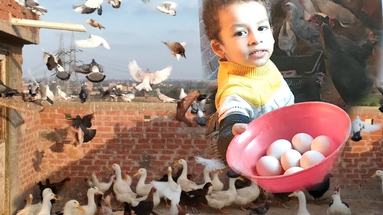 جوله سريعه على السطح مع الفراخ والبط والديك الرومي الأبيض والحمام #مصطفى_وأمل