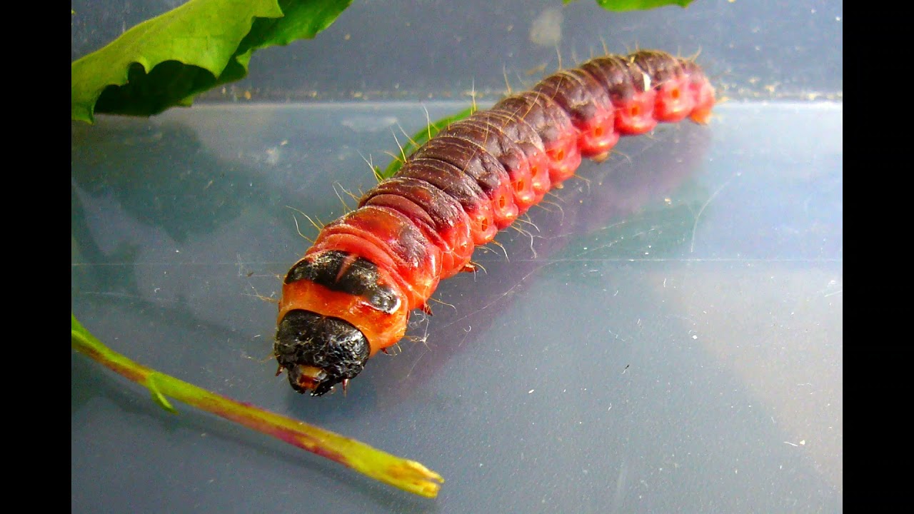 Cossus cossus (Weidenbohrer)