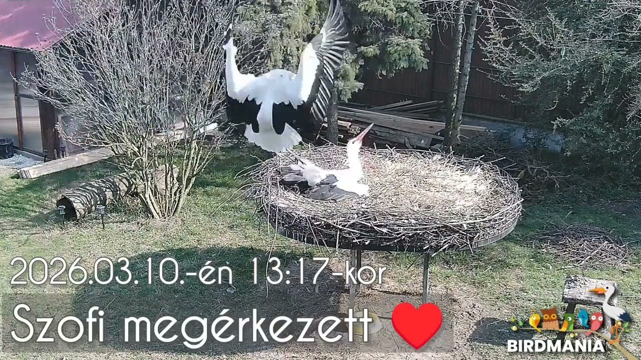 Szofi megérkezett (2026.3.10 - 13:17-kor immáron kilencedszer tért vissza a röpképtelen párjához)