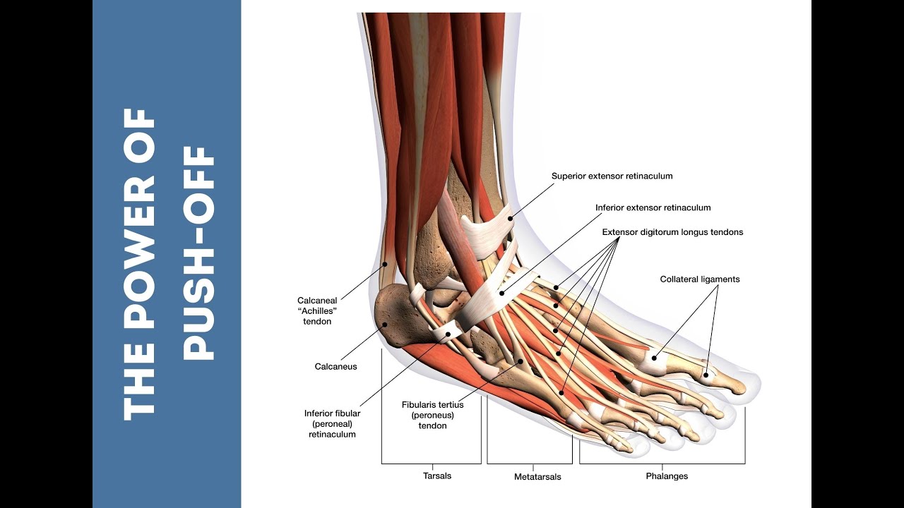 Importance of Keeping Your Calves Strong
