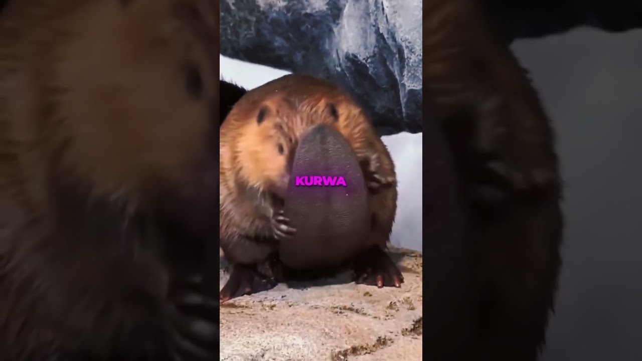 😹 #bober #memes #meme #memesvideo #tiktok #edit #polish #kurwa
