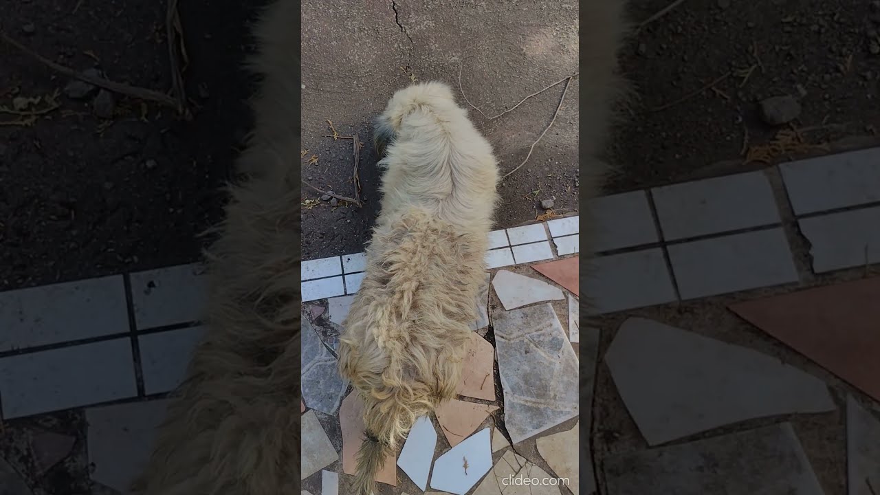 Dogs - 16th January 2024 - Part 1 - Saint Kitts, Caribbean Island #shorts