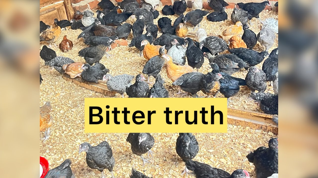Poultry farming Truth No one will tell You