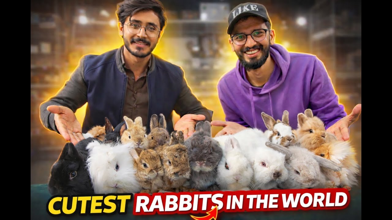 Cutest Rabbits in the World 🐰 | Amazing Pet Rabbits in Pakistan 2026
