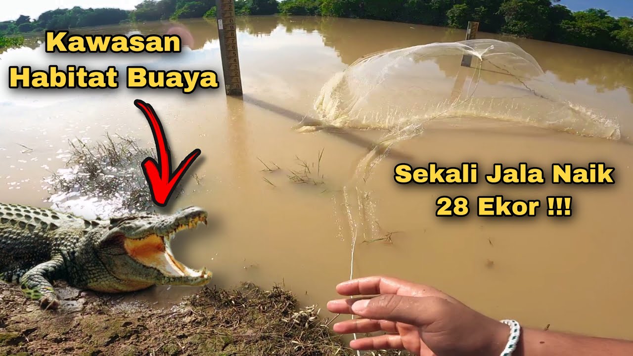 Menjala Ikan Dalam Sungai Di Habitat Buaya ..Banyak Sungguh Dapat