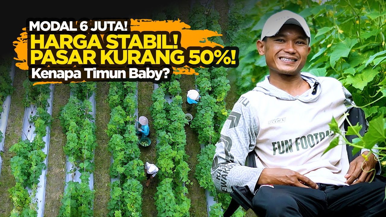 Modal 6 Juta! Timun Baby Panen 28 Hari & Harga Stabil