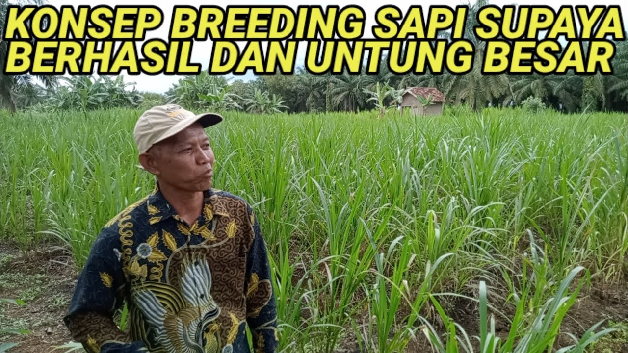 KONSEP YANG LUAR BIASA HASIL BREEDING SAPI UTAMAKAN BANK PAKAN