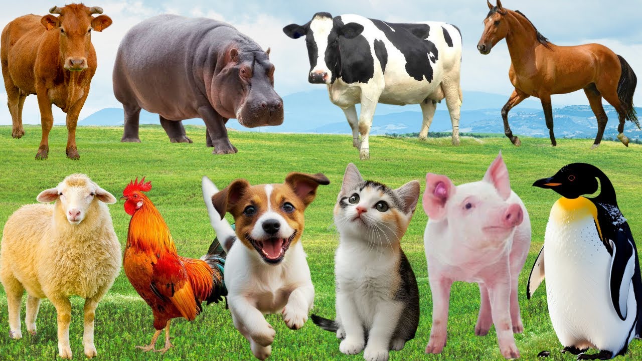 🌿 Đồng Quê Vang Bản Nhạc Thân Thương – Gà, Bò, Chó & Mèo Cùng Chung Nhịp Rộn Ràng | Farmanimals 🐓🐄🐶🐱