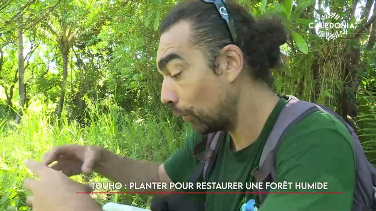 Touho : Planter et restaurer une forêt humide