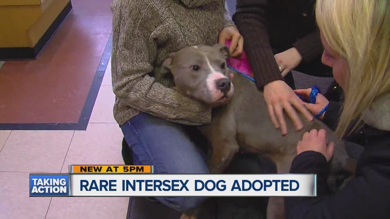 Rare intersex dog adopted