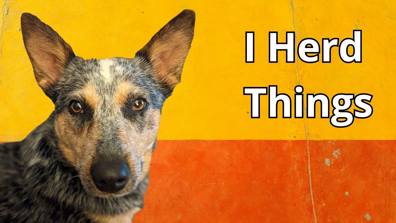 Bunji the Blue Heeler Herding Toys