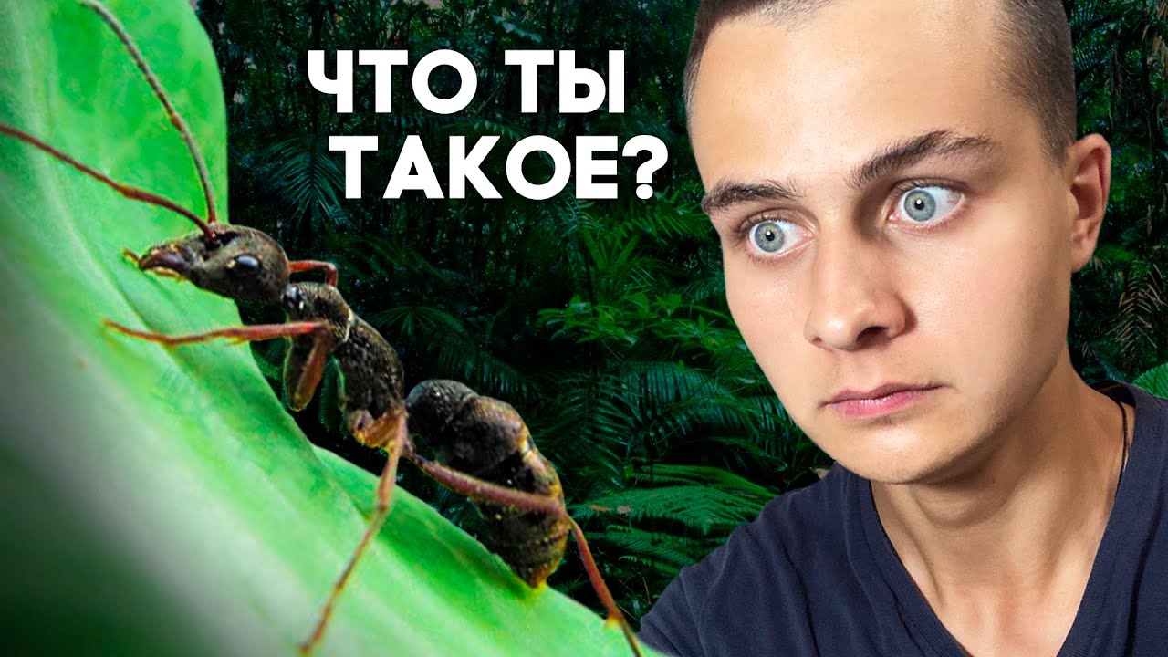 НАШЛИ КОРОЛЕВУ МУРАВЬЁВ В ЗООПАРКЕ! В поисках маток \\ Димон и пумба