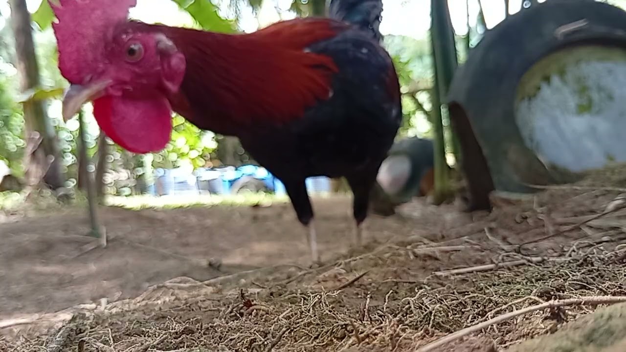 Sweater hatch kelso 5 months old winning line #games #rooster #trend #viral #video #gaming #gamefowl