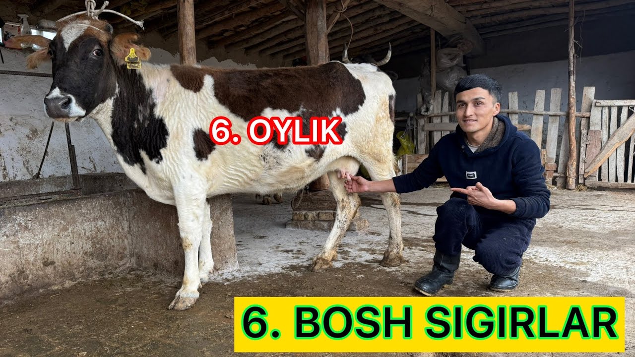🛑NARXLARI ARZON SIGIRLAR ✅10 MILYONGA XAM BOR ARZONCHIDA