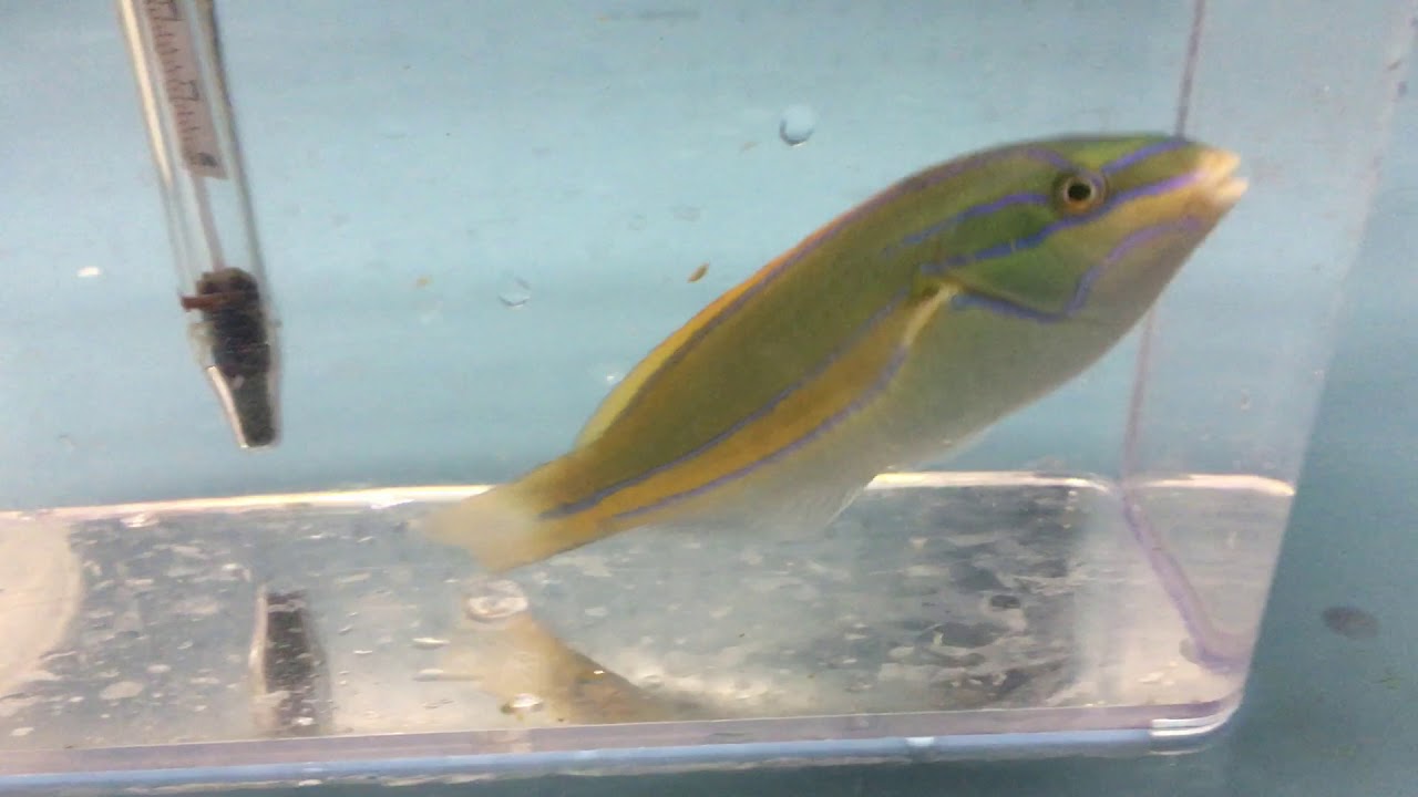 Orange Axil Wrasse