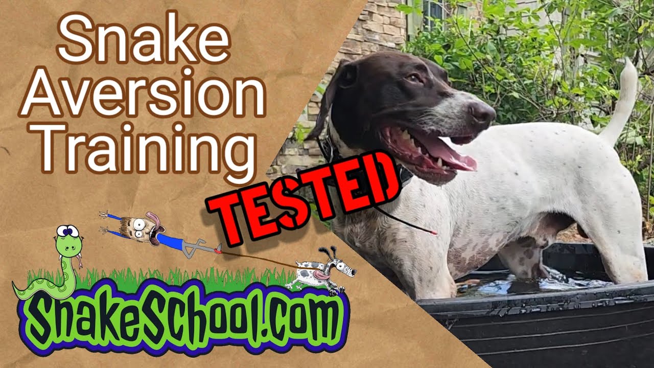 Snake Aversion Training put to the Test!