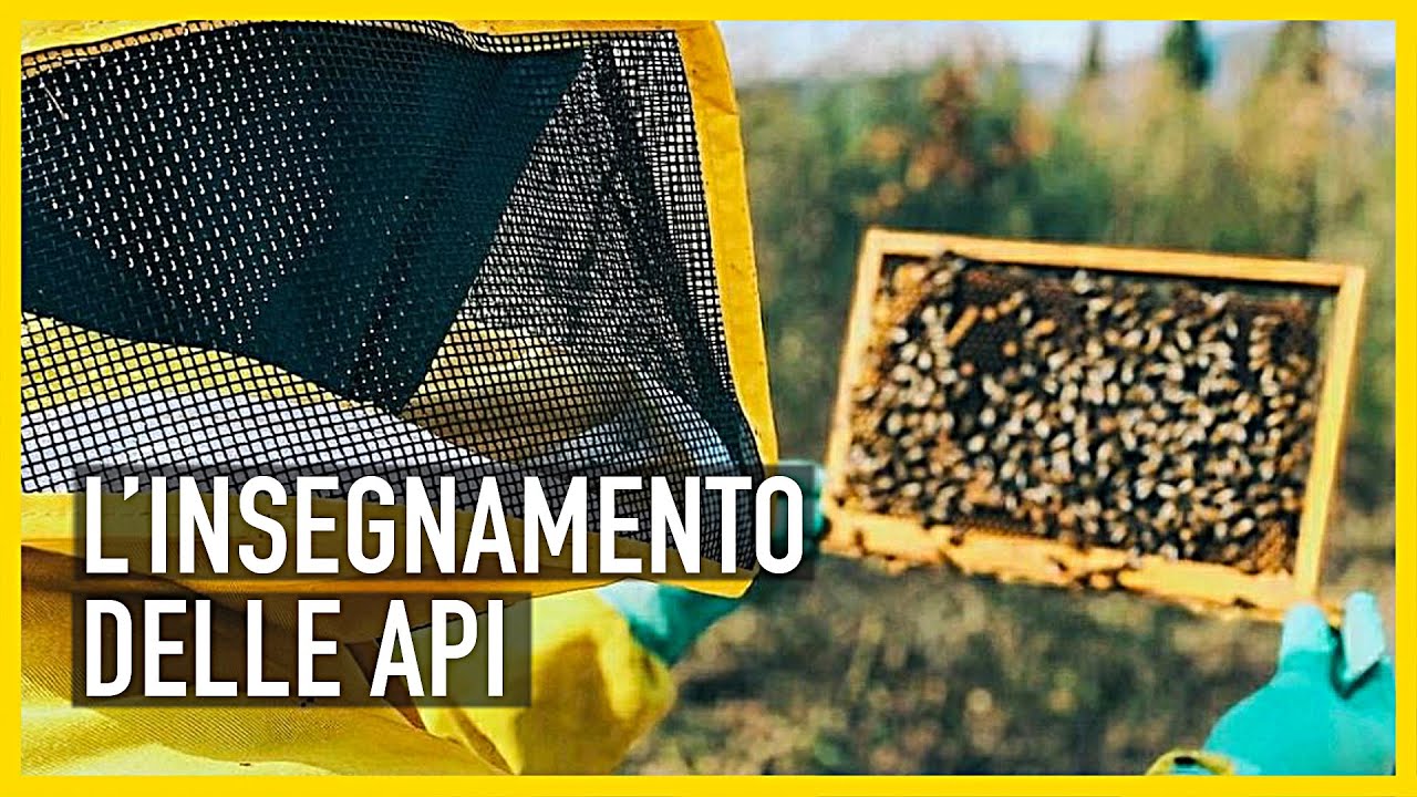 LE API CI INSEGNANO IL VALORE DEL CIBO | APICOLTURA con Paolo Fontana