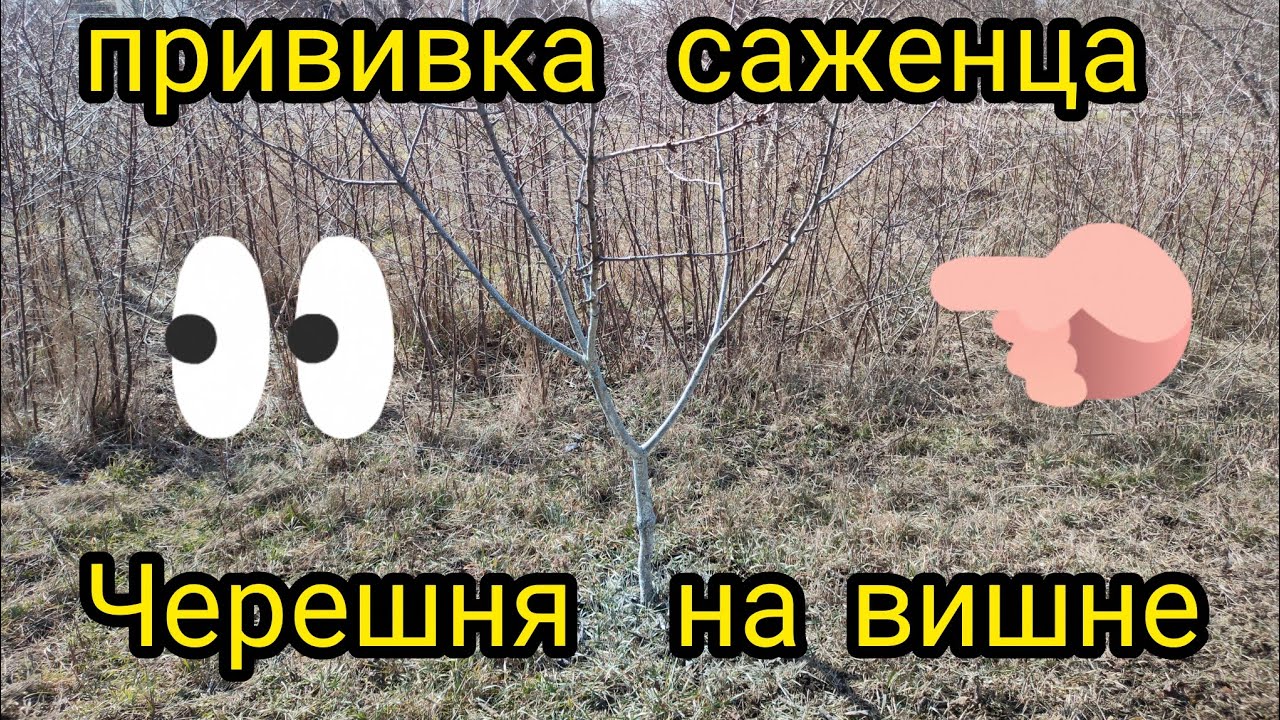 Результат прививки сортовой черешни на дикую вишню . А что  так можно было?