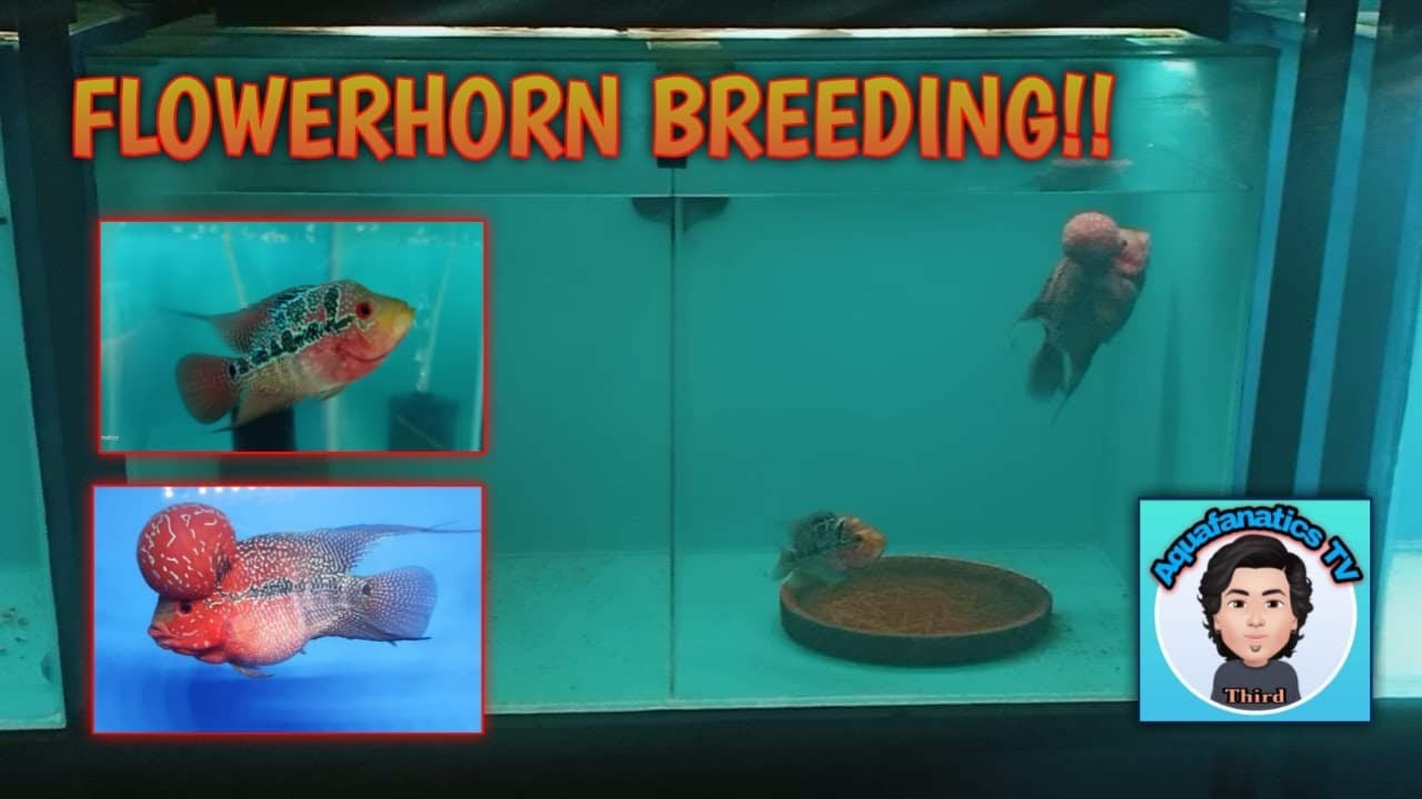 Episode: 13 Flowerhorn Breeding!!!