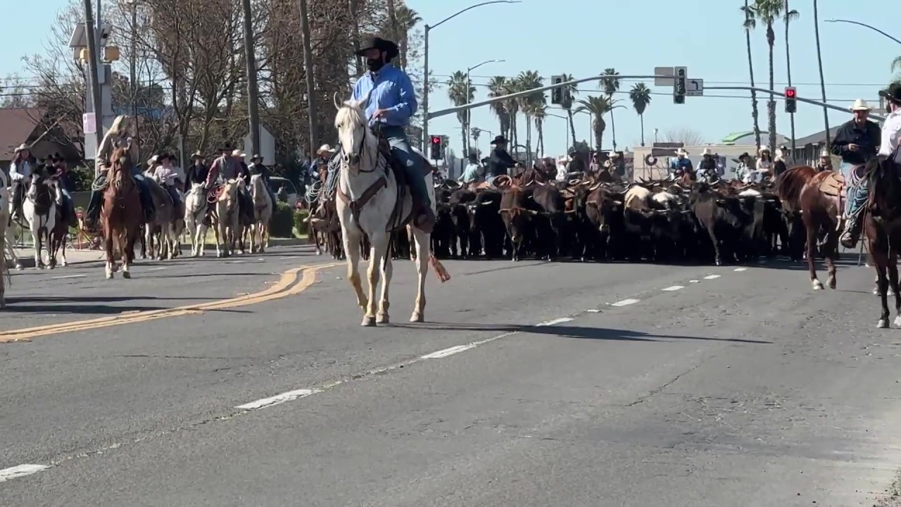 Cows stampeding through Chowchilla 'preserve the Western way of life'