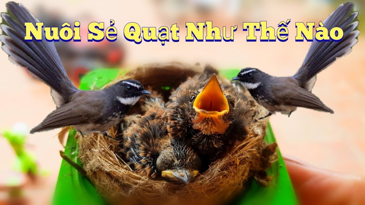 Chia Sẻ Cách Nuôi Chim Sẻ Quạt Non Sống Khỏe Đẹp / HIỆP CUỘI TV