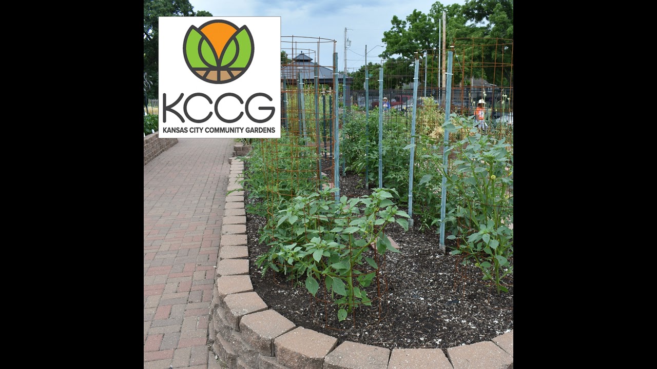 Kansas City Community Gardens: Cultivating a Legacy of Local Food