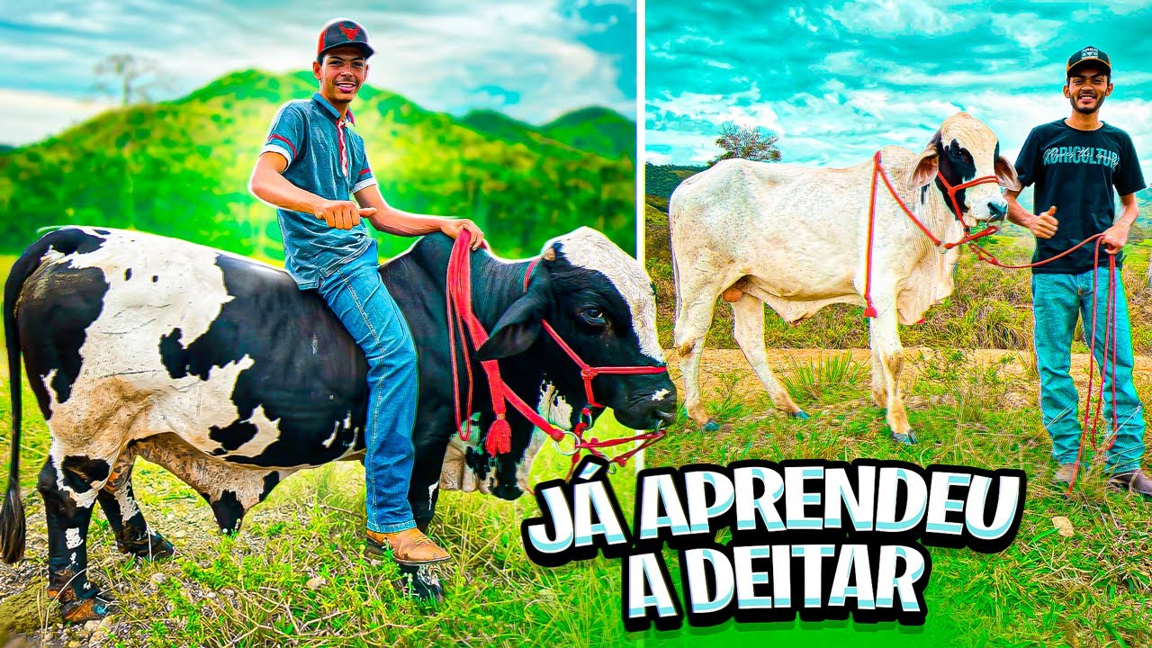 O MINE BOI JÁ TÁ FICANDO ADESTRADO| Tá bonito demais